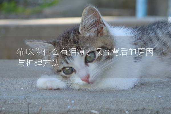 貓咪為什么有淚痕？探究背后的原因與護理方法