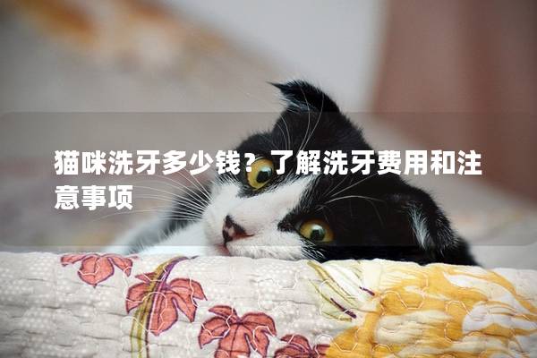 貓咪洗牙多少錢？了解洗牙費(fèi)用和注意事項(xiàng)