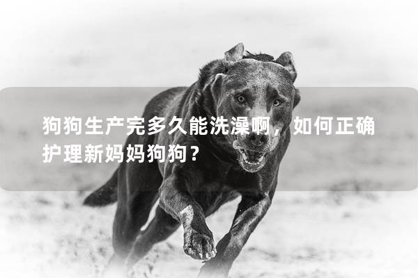 狗狗生產(chǎn)完多久能洗澡啊，如何正確護理新媽媽狗狗？