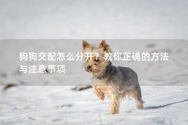 狗狗交配怎么分開？教你正確的方法與注意事項(xiàng)