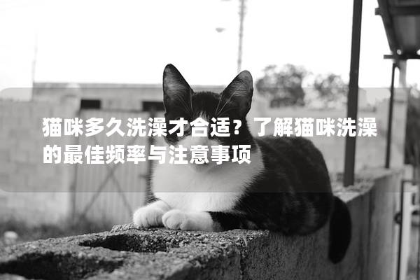 貓咪多久洗澡才合適？了解貓咪洗澡的最佳頻率與注意事項