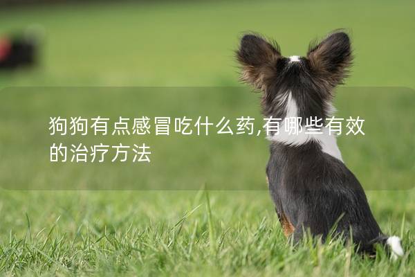 狗狗有點感冒吃什么藥,有哪些有效的治療方法