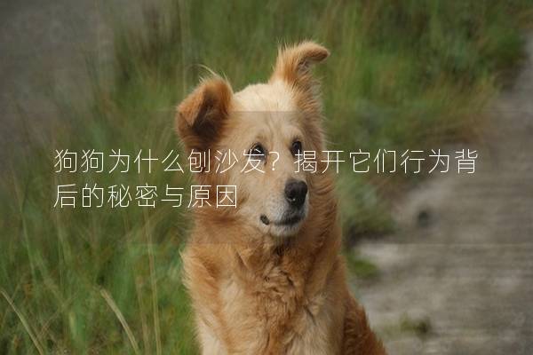 狗狗為什么刨沙發？揭開它們行為背后的秘密與原因