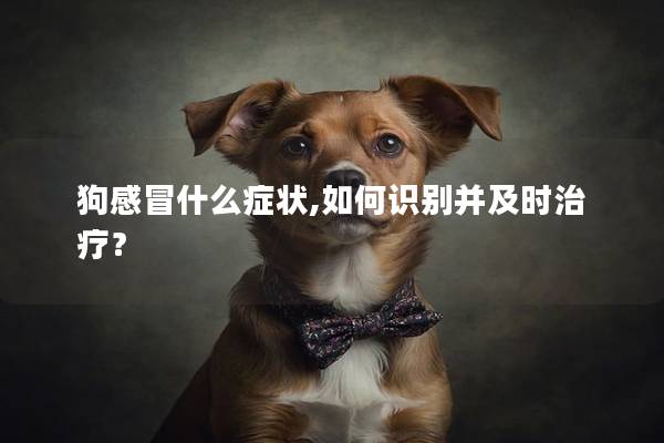 狗感冒什么癥狀,如何識別并及時治療？