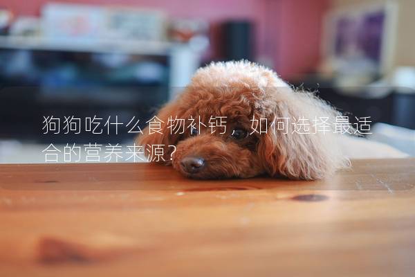 狗狗吃什么食物補(bǔ)鈣，如何選擇最適合的營(yíng)養(yǎng)來(lái)源？