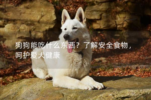 狗狗能吃什么東西？了解安全食物，呵護(hù)愛犬健康