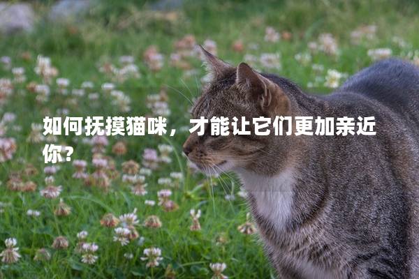 如何撫摸貓咪，才能讓它們更加親近你？