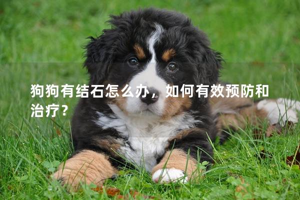 狗狗有結石怎么辦，如何有效預防和治療？