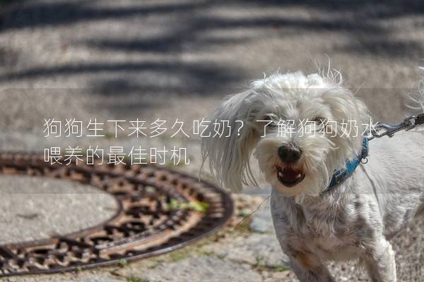 狗狗生下來多久吃奶？了解狗狗奶水喂養的最佳時機