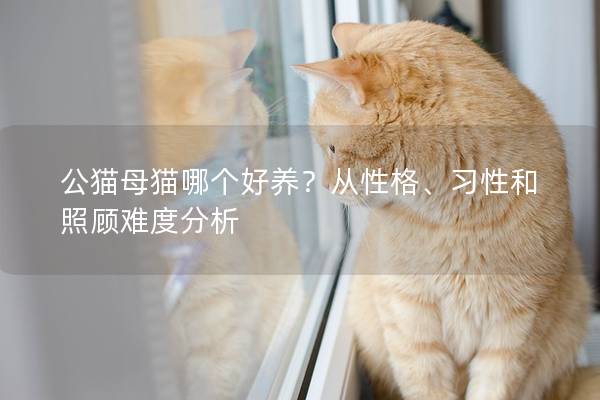 公貓母貓哪個(gè)好養(yǎng)?從性格、習(xí)性和照顧難度分析 公貓母貓哪個(gè)好養(yǎng)?從性格、習(xí)性和照顧難度分析