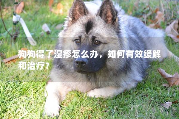 狗狗得了濕疹怎么辦，如何有效緩解和治療？