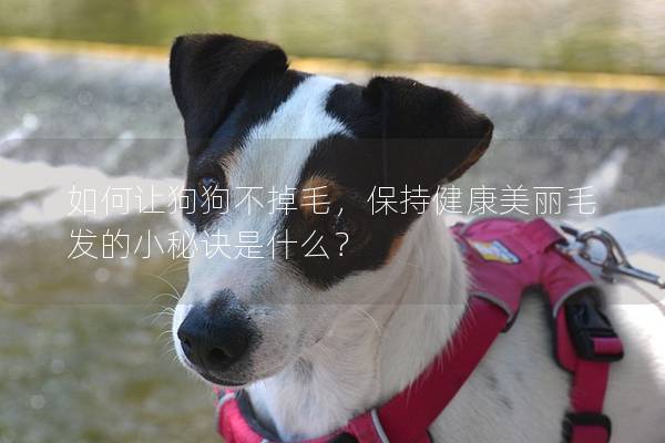 如何讓狗狗不掉毛，保持健康美麗毛發的小秘訣是什么？