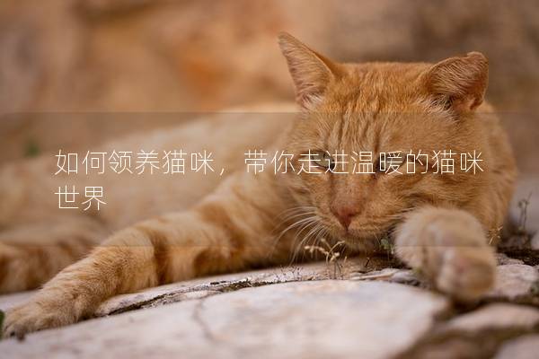 如何領養貓咪，帶你走進溫暖的貓咪世界
