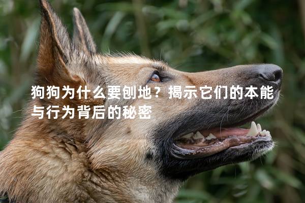 狗狗為什么要刨地？揭示它們的本能與行為背后的秘密