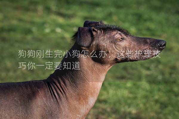 狗狗剛生完小狗怎么辦，這些護理技巧你一定要知道