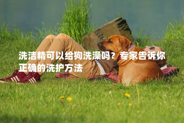 洗潔精可以給狗洗澡嗎？專家告訴你正確的洗護(hù)方法