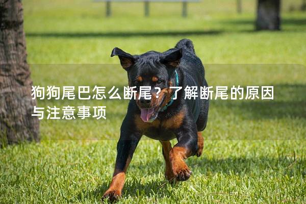 狗狗尾巴怎么斷尾？了解斷尾的原因與注意事項(xiàng)