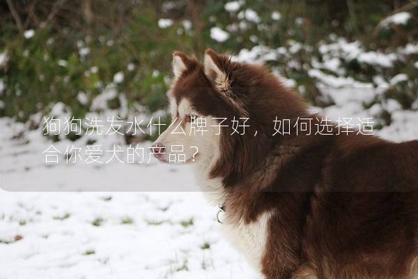 狗狗洗發(fā)水什么牌子好，如何選擇適合你愛(ài)犬的產(chǎn)品？