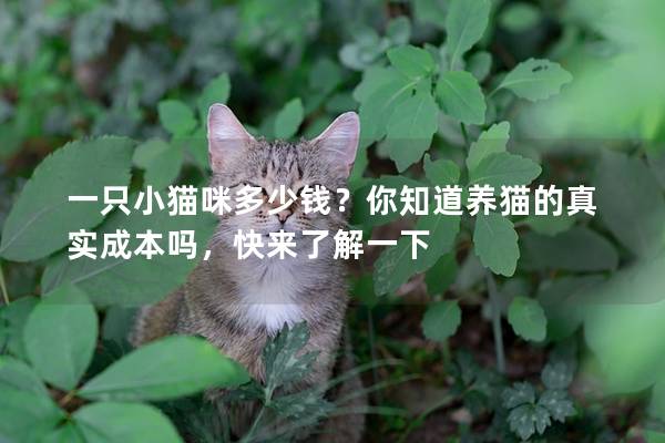 一只小貓咪多少錢？你知道養貓的真實成本嗎，快來了解一下