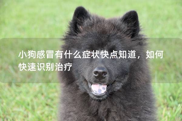 小狗感冒有什么癥狀快點知道，如何快速識別治療