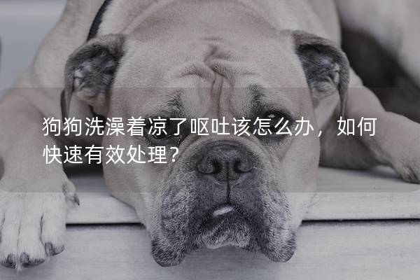狗狗洗澡著涼了嘔吐該怎么辦，如何快速有效處理？