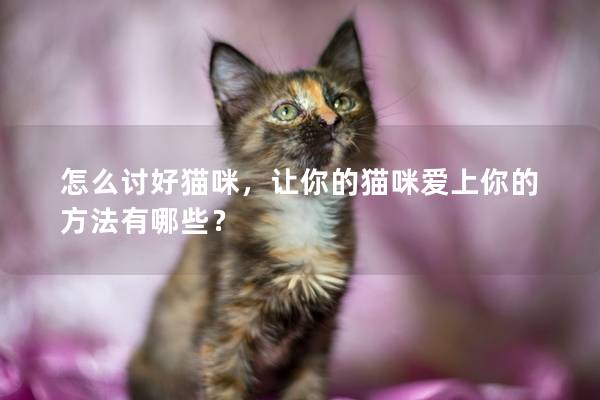 怎么討好貓咪，讓你的貓咪愛上你的方法有哪些？