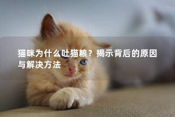 貓咪為什么吐貓糧？揭示背后的原因與解決方法