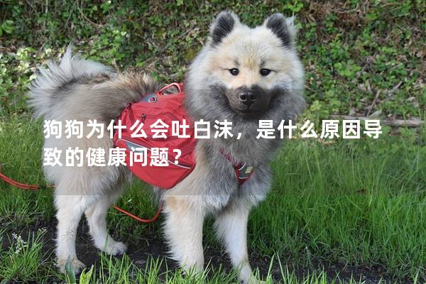 狗狗為什么會吐白沫，是什么原因導致的健康問題？