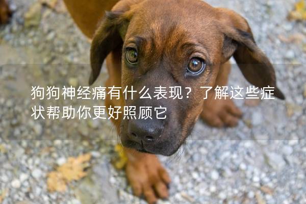 狗狗神經痛有什么表現？了解這些癥狀幫助你更好照顧它