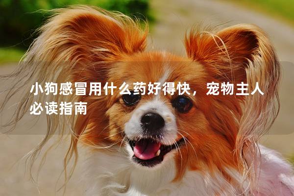 小狗感冒用什么藥好得快，寵物主人必讀指南
