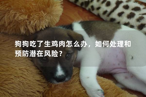 狗狗吃了生雞肉怎么辦，如何處理和預防潛在風險？