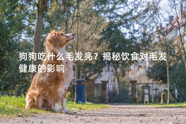 狗狗吃什么毛發亮？揭秘飲食對毛發健康的影響