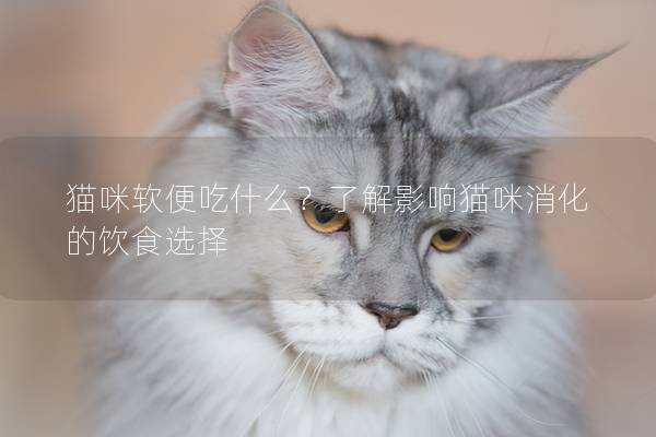 貓咪軟便吃什么？了解影響貓咪消化的飲食選擇