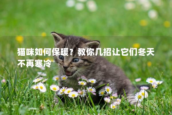 貓咪如何保暖？教你幾招讓它們冬天不再寒冷