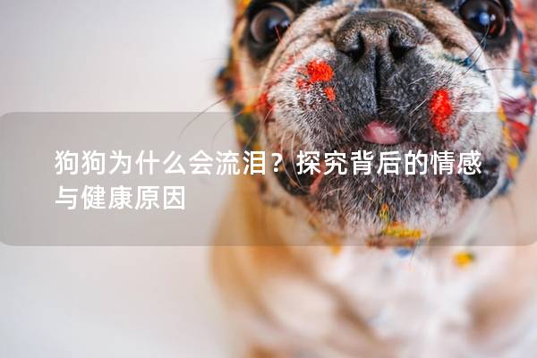狗狗為什么會流淚？探究背后的情感與健康原因