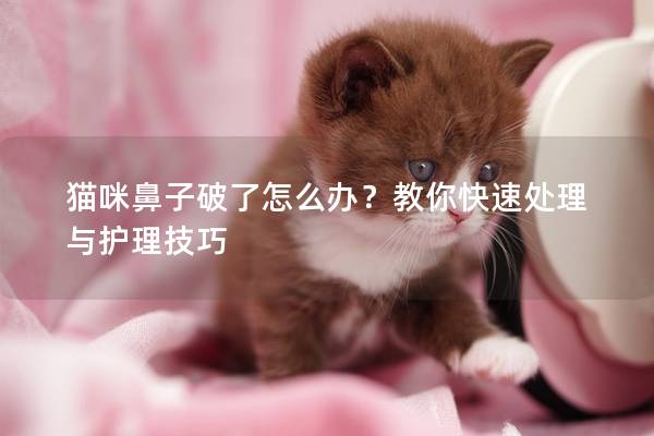 貓咪鼻子破了怎么辦？教你快速處理與護(hù)理技巧