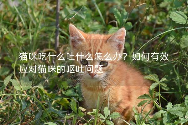 貓咪吃什么吐什么怎么辦？如何有效應對貓咪的嘔吐問題