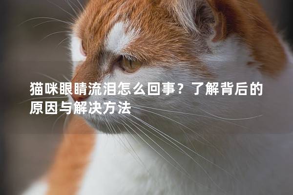 貓咪眼睛流淚怎么回事？了解背后的原因與解決方法