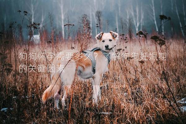 狗狗懷孕需要多久？了解狗狗妊娠期的關(guān)鍵因素
