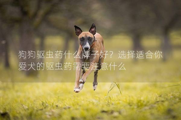狗狗驅蟲藥什么牌子好？選擇適合你愛犬的驅蟲藥需要注意什么