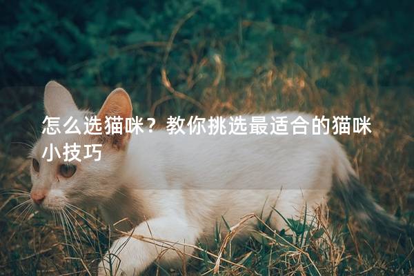 怎么選貓咪?教你挑選最適合的貓咪小技巧 怎么選貓咪?教你挑選最適合的貓咪小技巧
