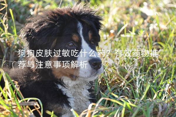狗狗皮膚過敏吃什么藥？有效藥物推薦與注意事項解析