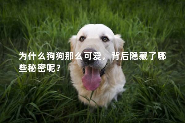 為什么狗狗那么可愛，背后隱藏了哪些秘密呢？