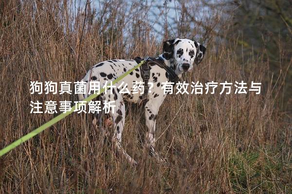 狗狗真菌用什么藥？有效治療方法與注意事項解析
