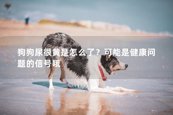狗狗尿很黃是怎么了？可能是健康問題的信號哦