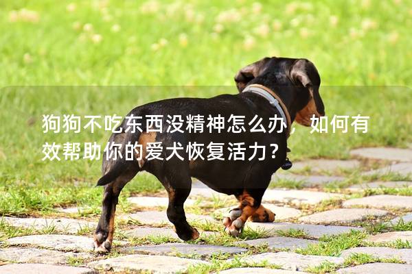 狗狗不吃東西沒精神怎么辦，如何有效幫助你的愛犬恢復(fù)活力？