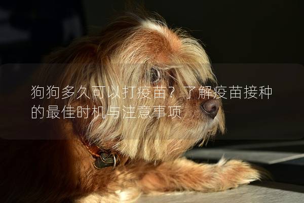 狗狗多久可以打疫苗？了解疫苗接種的最佳時機與注意事項