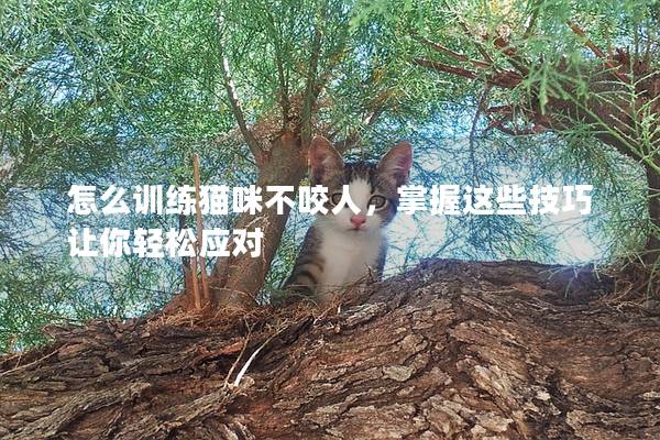 怎么訓練貓咪不咬人，掌握這些技巧讓你輕松應對