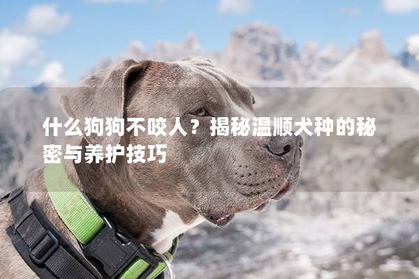 什么狗狗不咬人?揭秘溫順犬種的秘密與養護技巧 什么狗狗不咬人?揭秘溫順犬種的秘密與養護技巧
