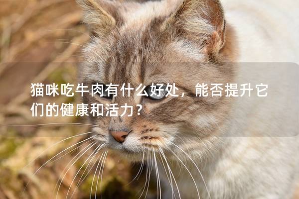 貓咪吃牛肉有什么好處，能否提升它們的健康和活力？